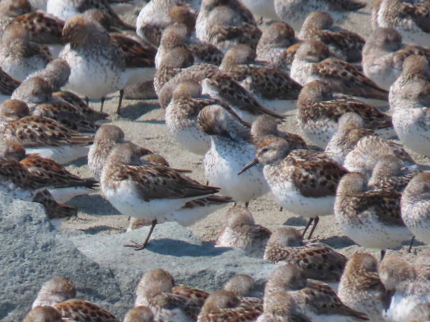 Western Sandpipers (Calidris mauri)