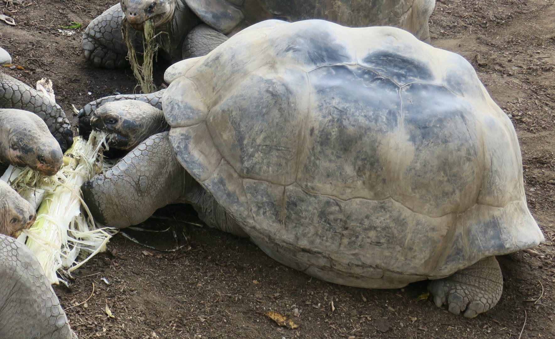 Western Santa Cruz Giant Tortoise (Chelonoidis porteri)