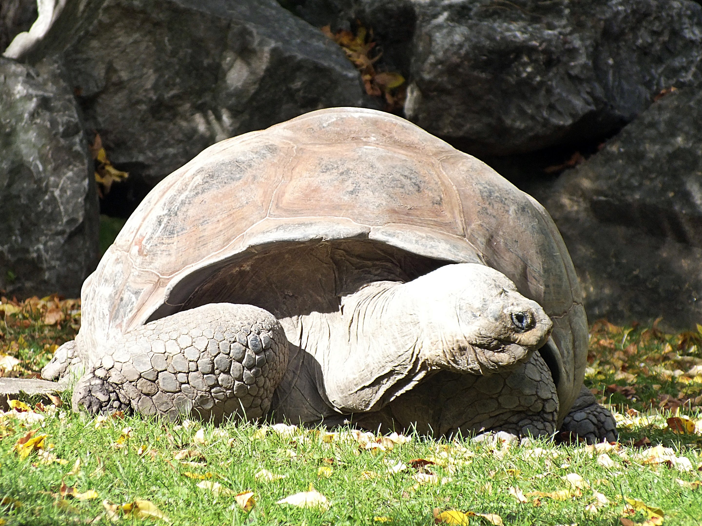 Western Santa Cruz giant tortoise (ID uncertain)