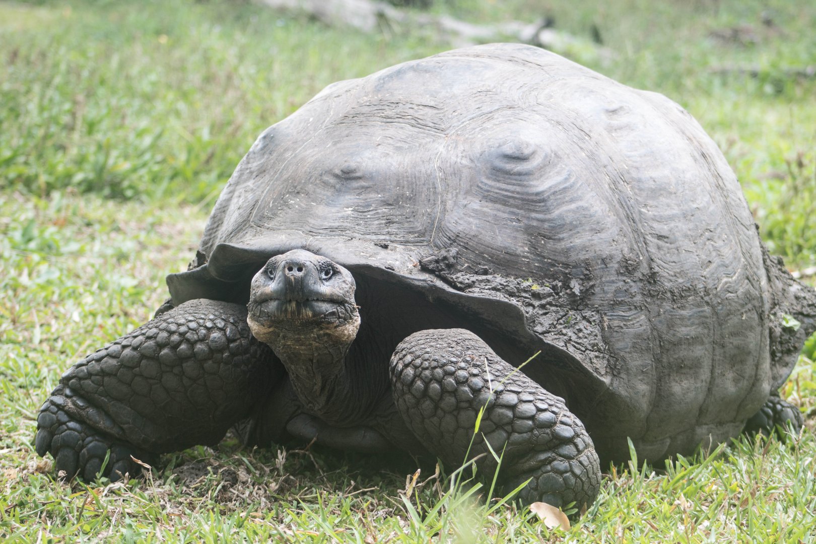 Western Santa Cruz giant tortoise