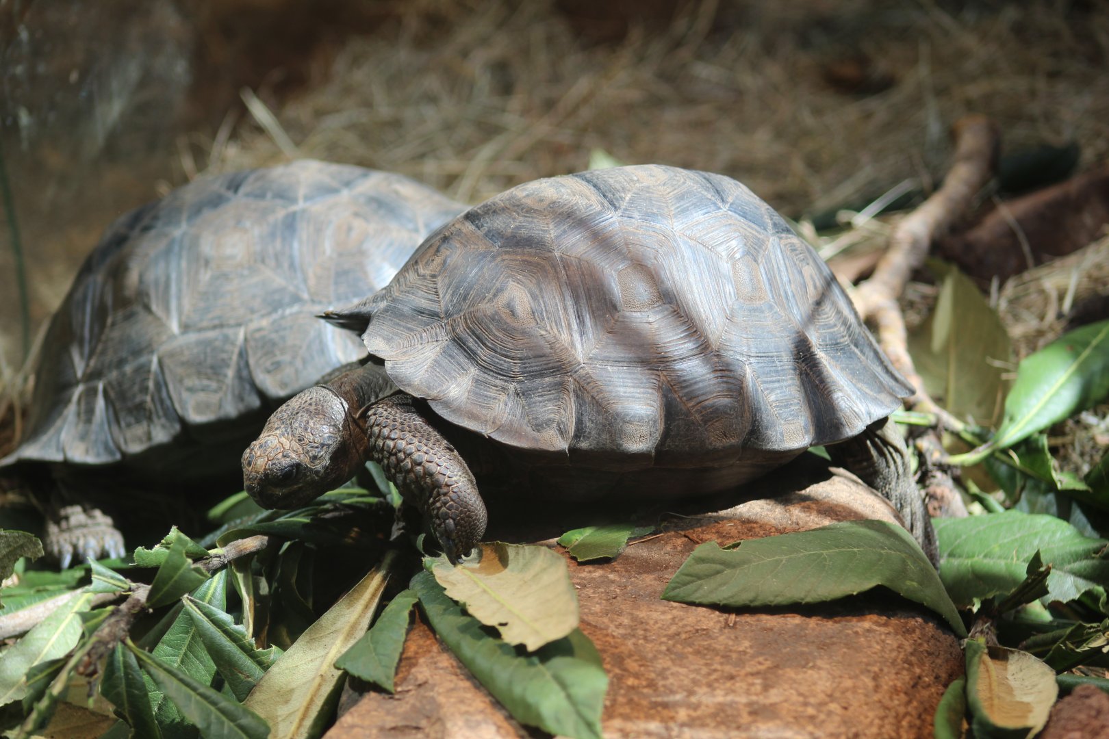 Western Santa Cruz Giant Tortoise