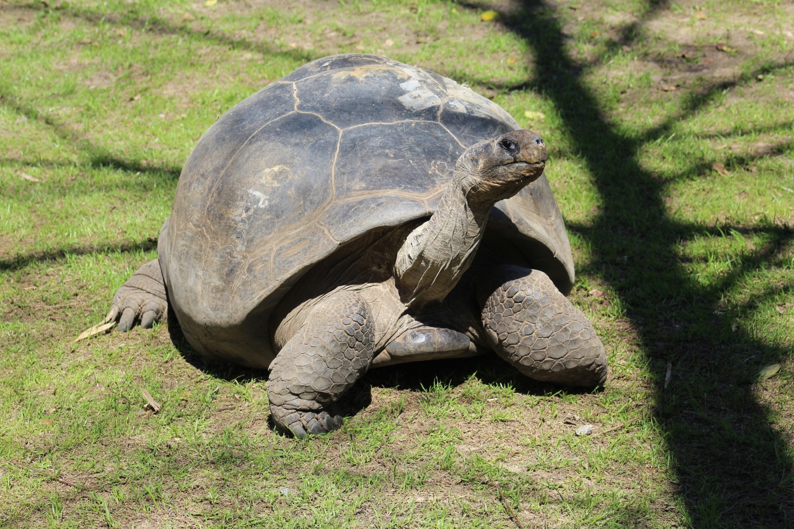 Western Santa Cruz Giant Tortoise