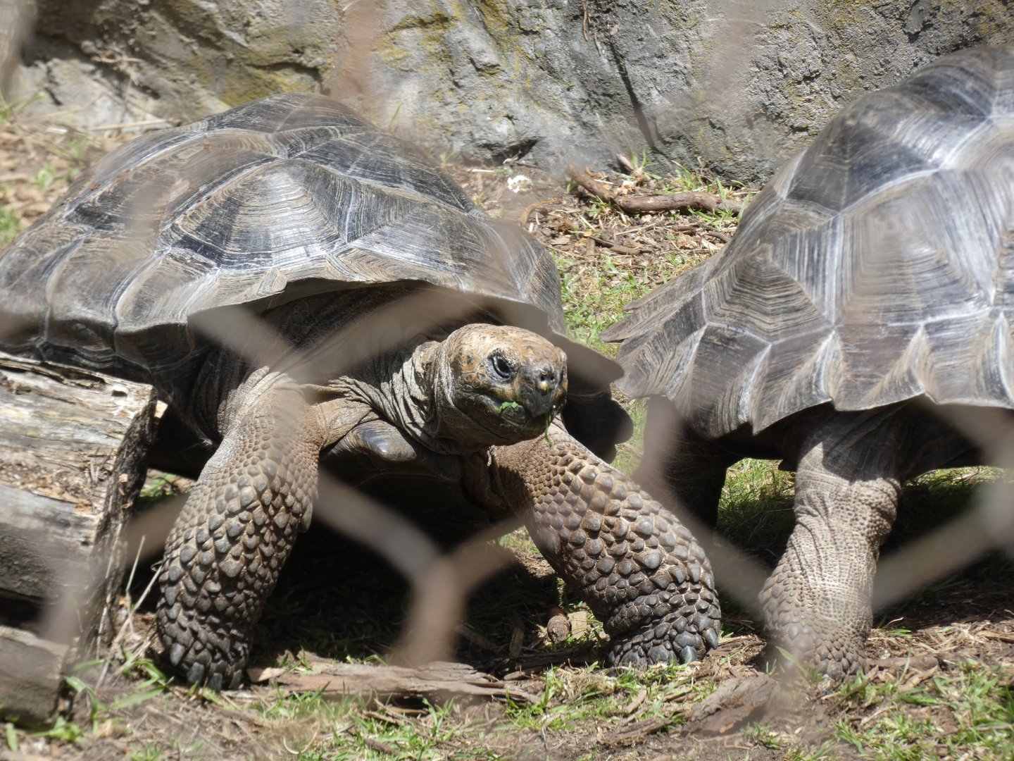 Western Santa Cruz tortoise