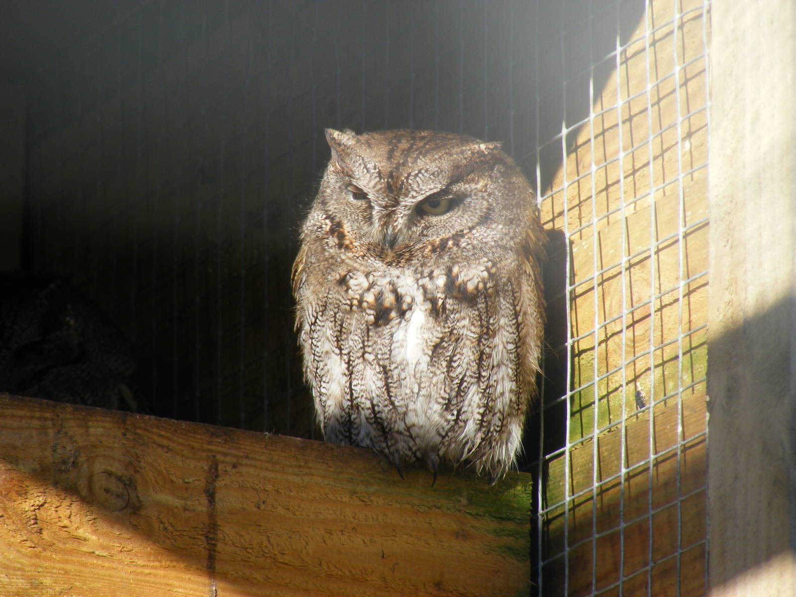 Western screech owl at Blackbrook Zoo, 13 November 2010