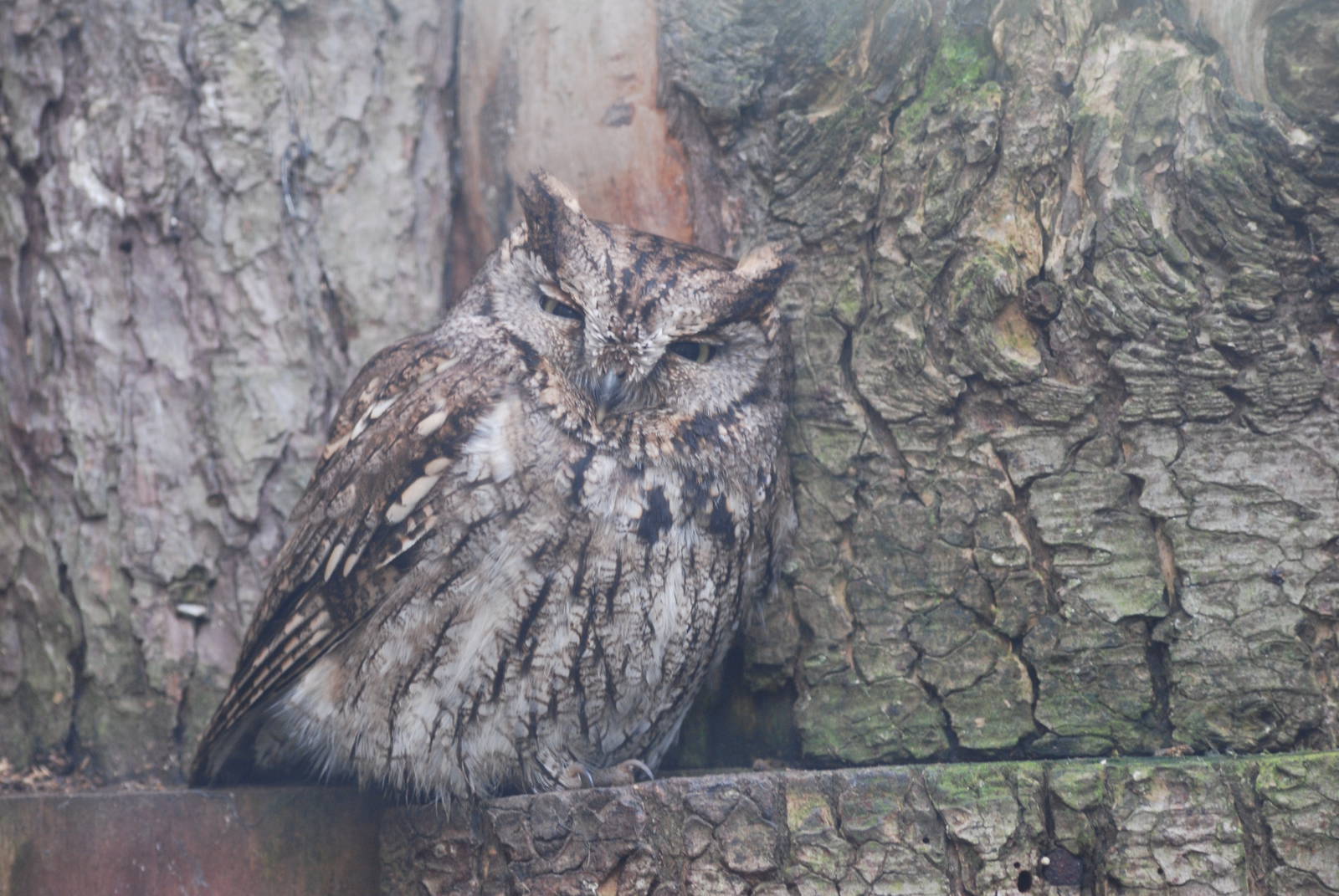 Western Screech Owl at Cotswold Falconry 05/03/11