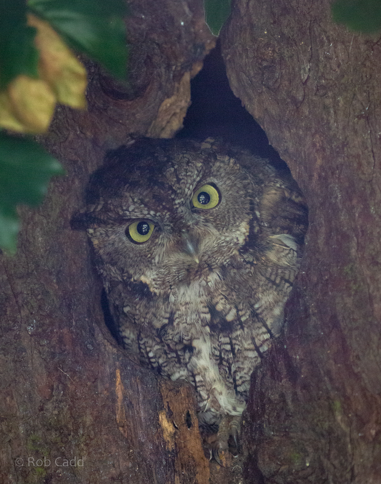 Western screech-owl : Cotswold Falconry Centre : 03 Sep 2021
