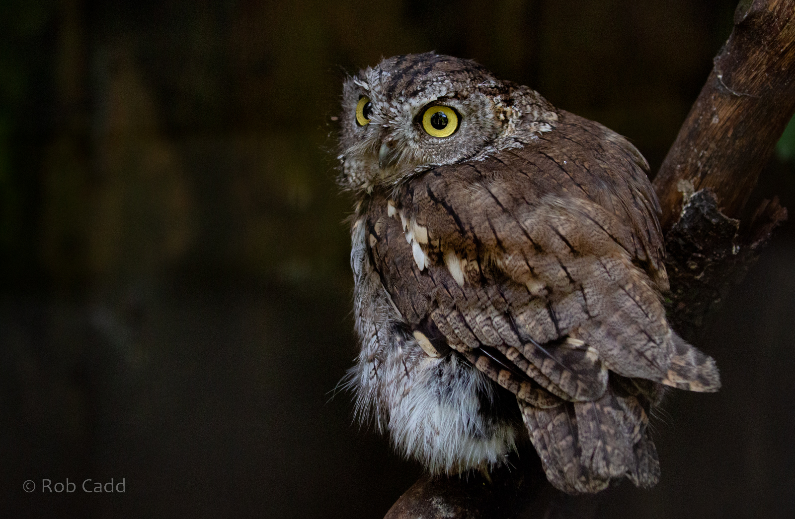Western screech-owl : Cotswold Falconry Centre : 03 Sep 2021