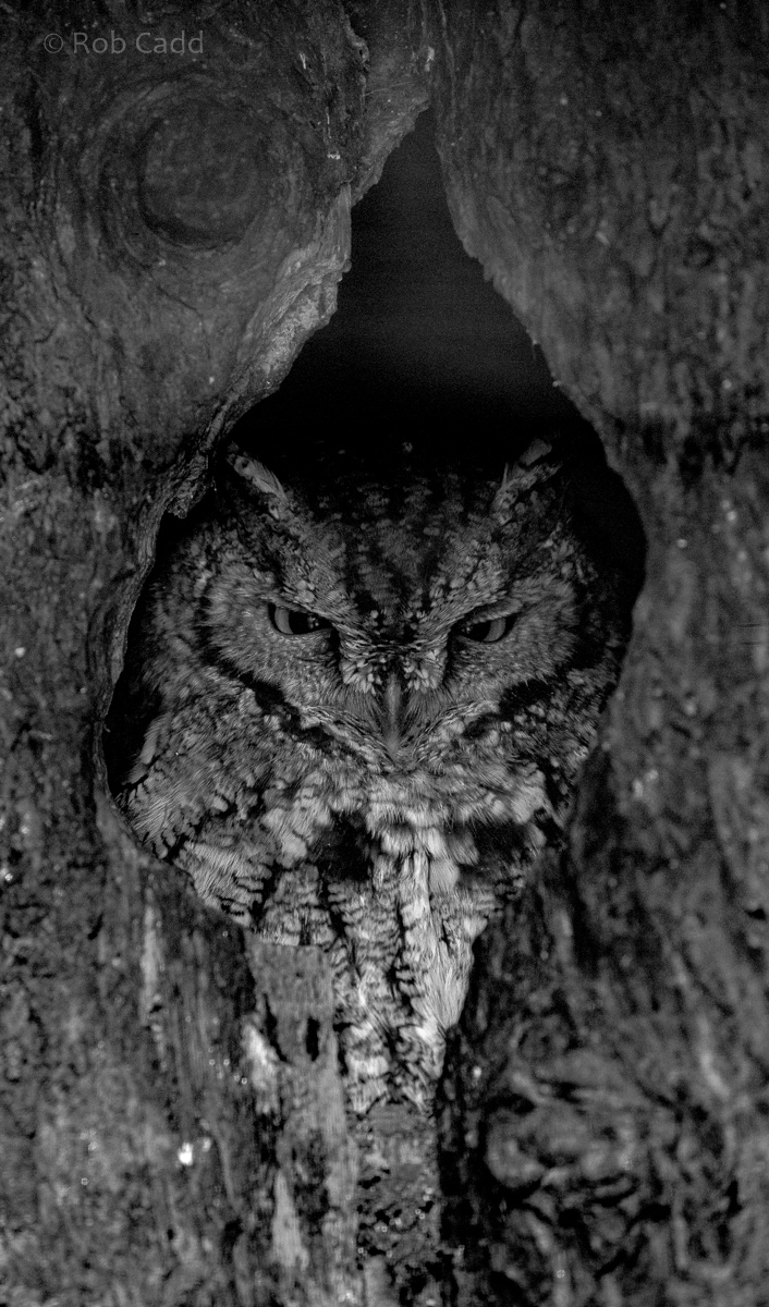 Western screech-owl : Cotswold Falconry Centre : 04 Sep 2020