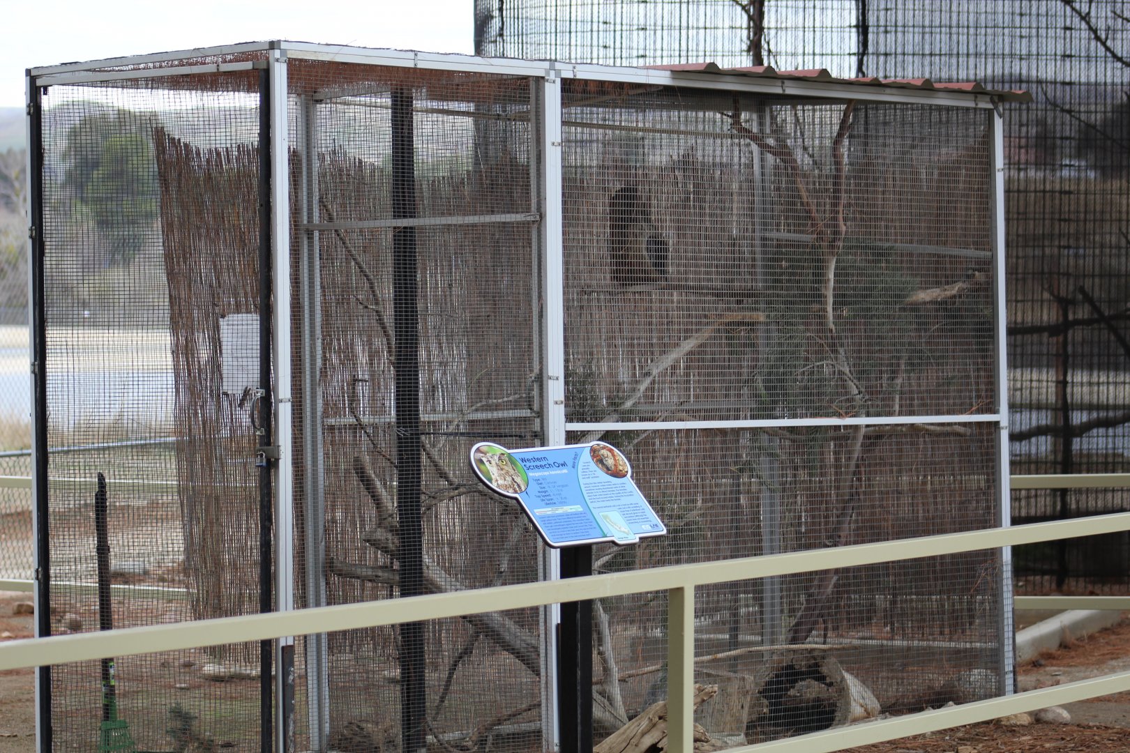 Western Screech-Owl Enclosure