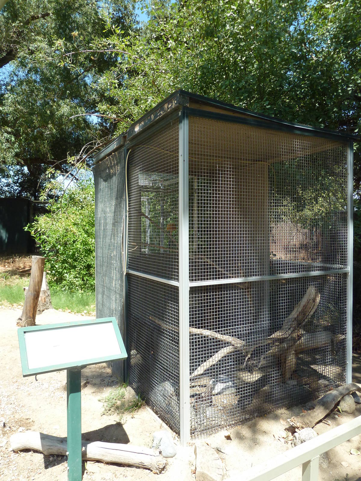 Western Screech Owl Exhibit