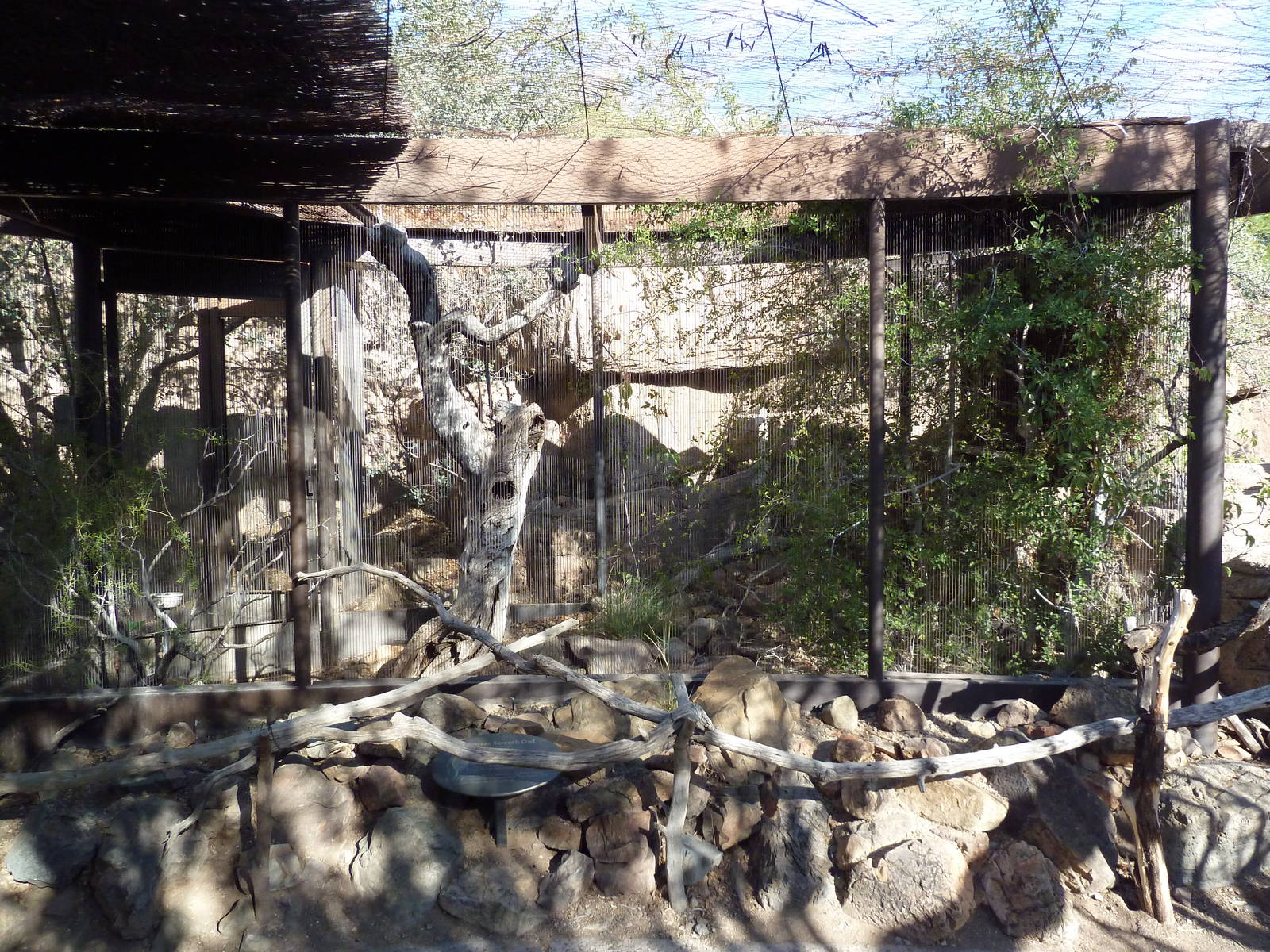 Western Screech Owl Exhibit