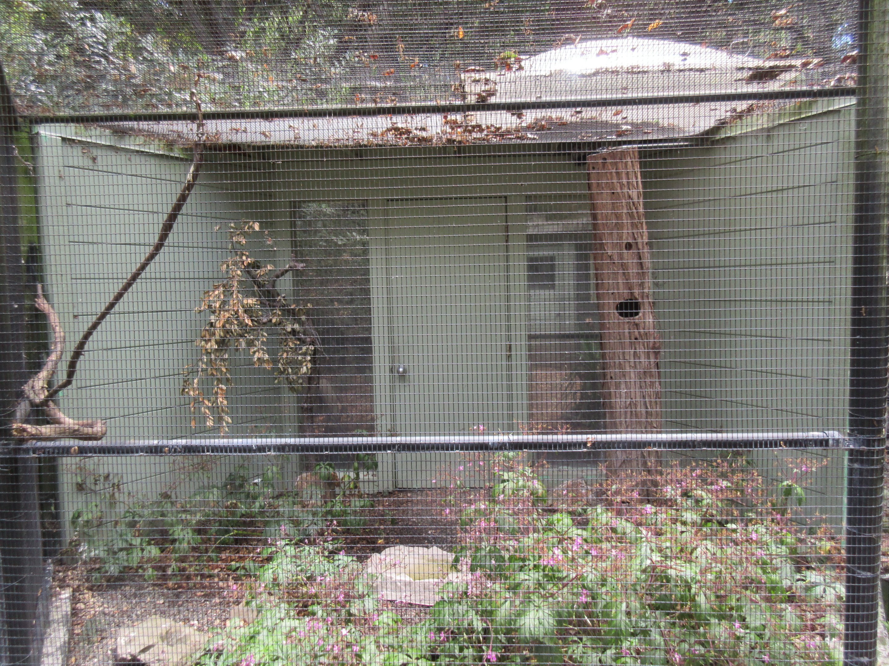 Western Screech Owl Exhibit