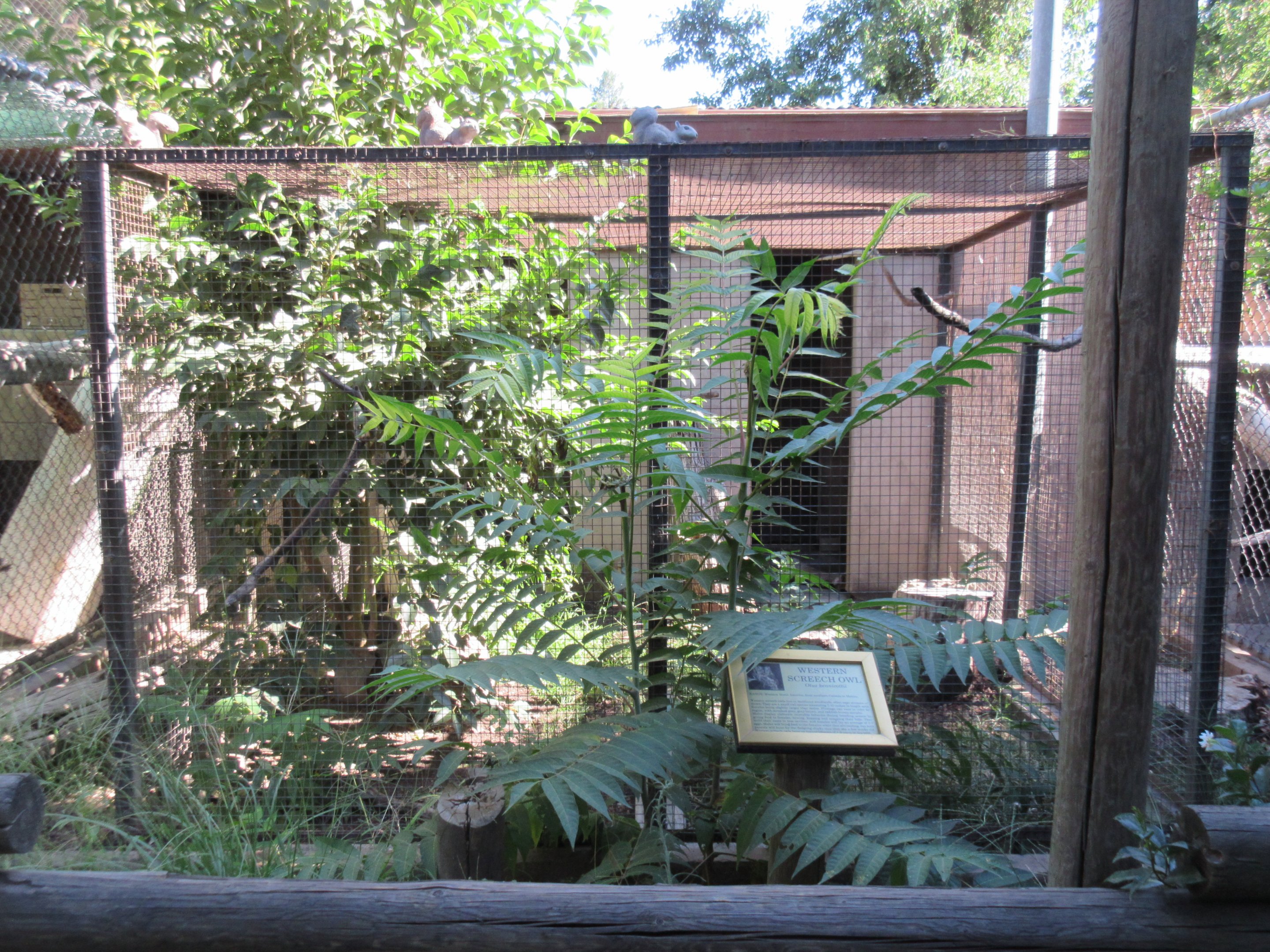 Western Screech Owl Exhibit