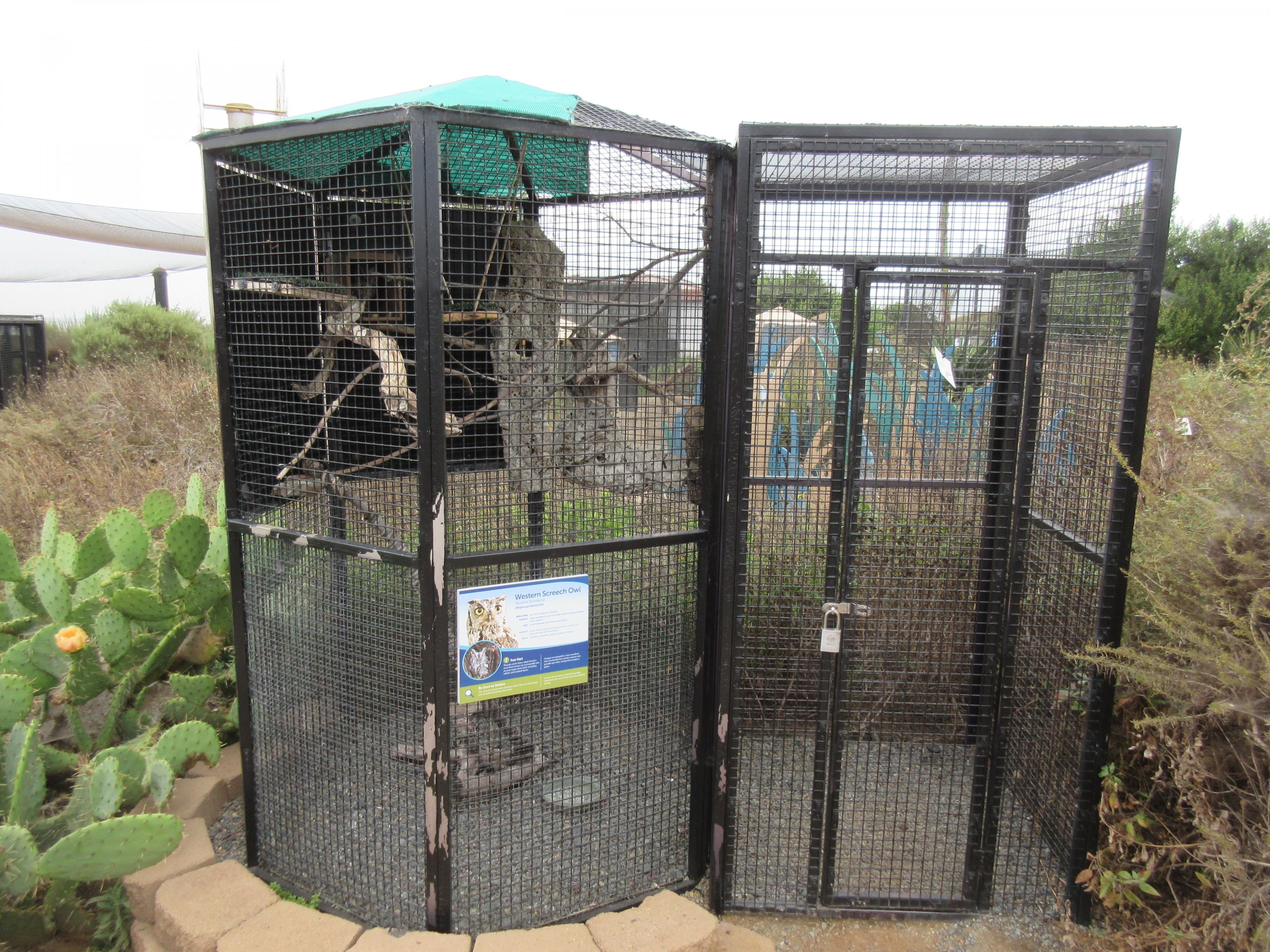 Western Screech Owl Exhibit