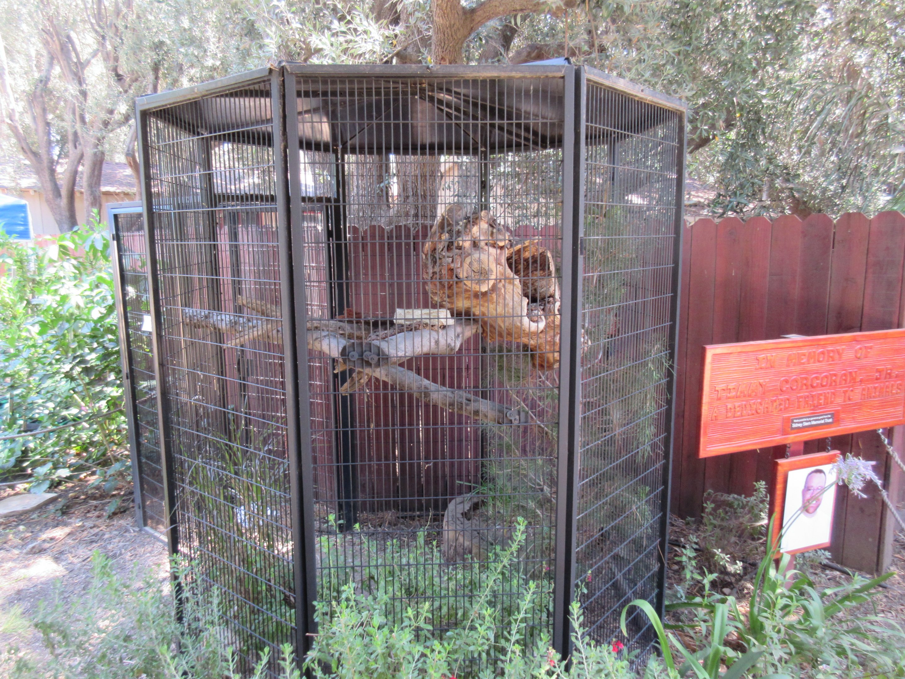 Western Screech Owl Exhibit