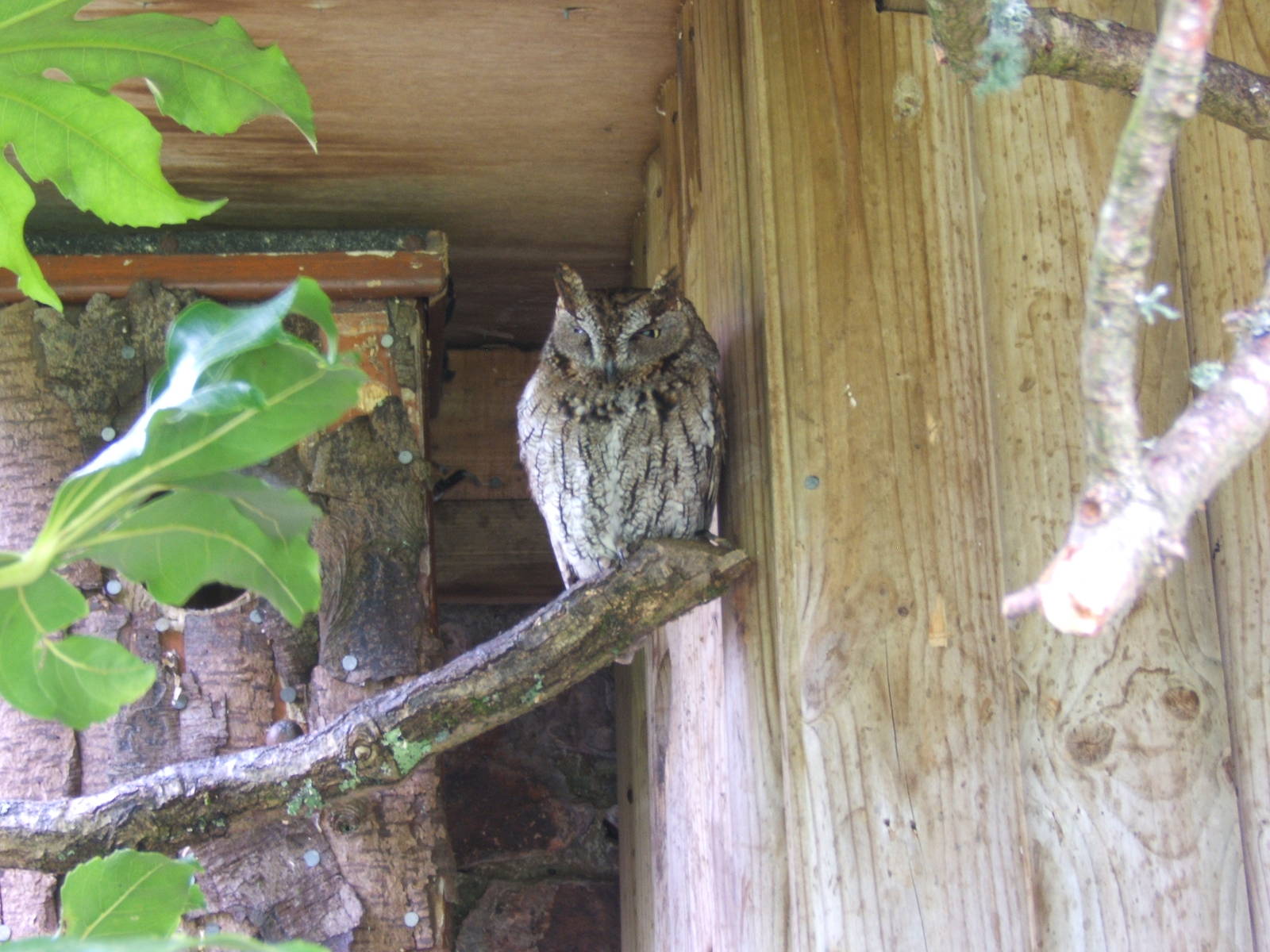Western Screech Owl (Megascops kennicotti)