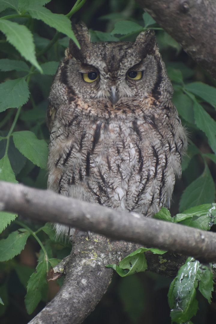 Western Screech Owl - Megascops kennicottii