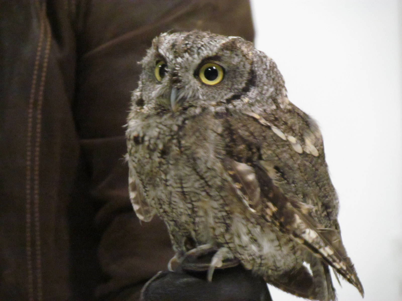Western Screech-owl