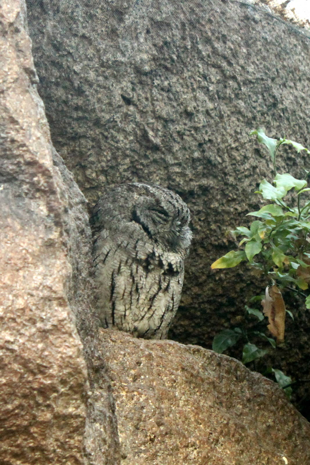Western Screech-Owl