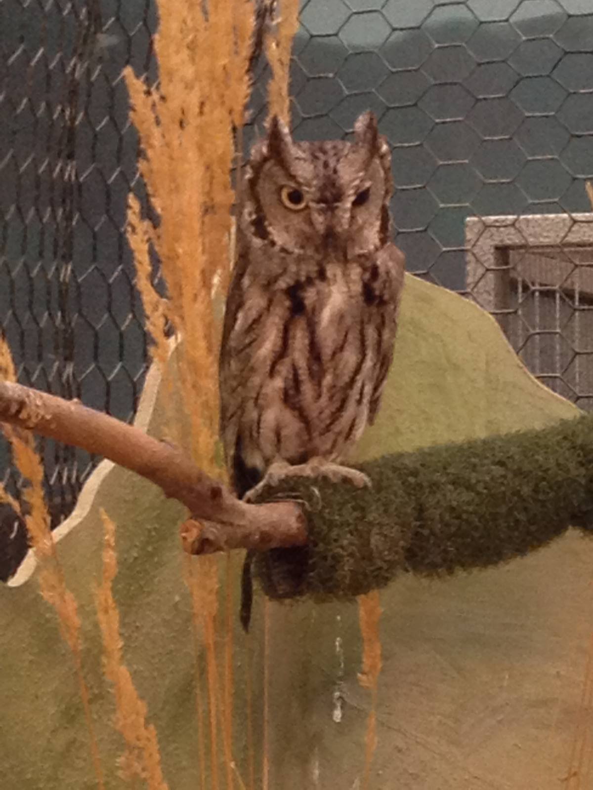 Western Screech-Owl