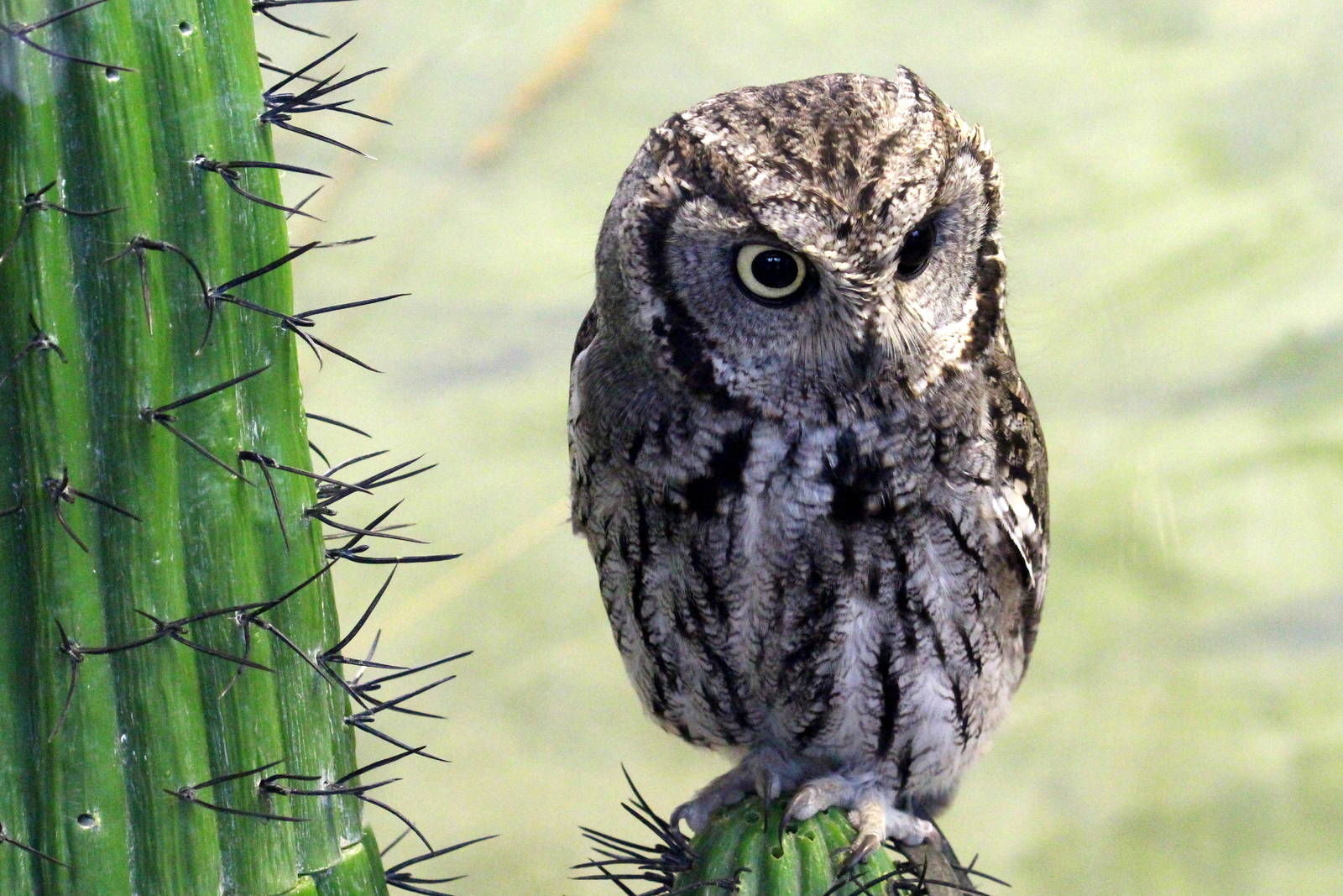 Western Screech-Owl