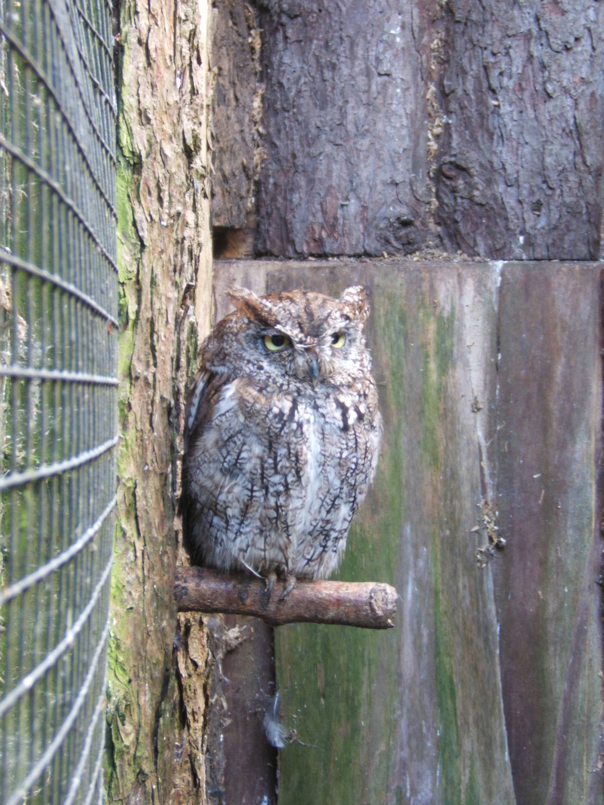 Western Screech Owl