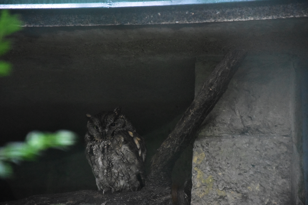 Western screech owl