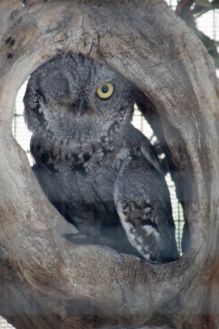 Western screech owl