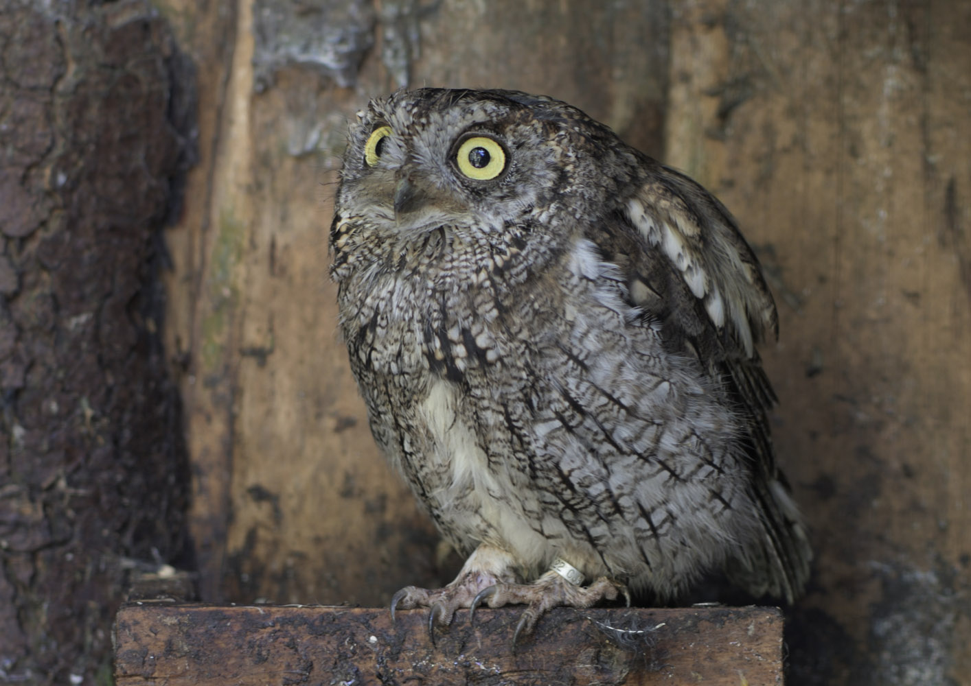 Western screech owl