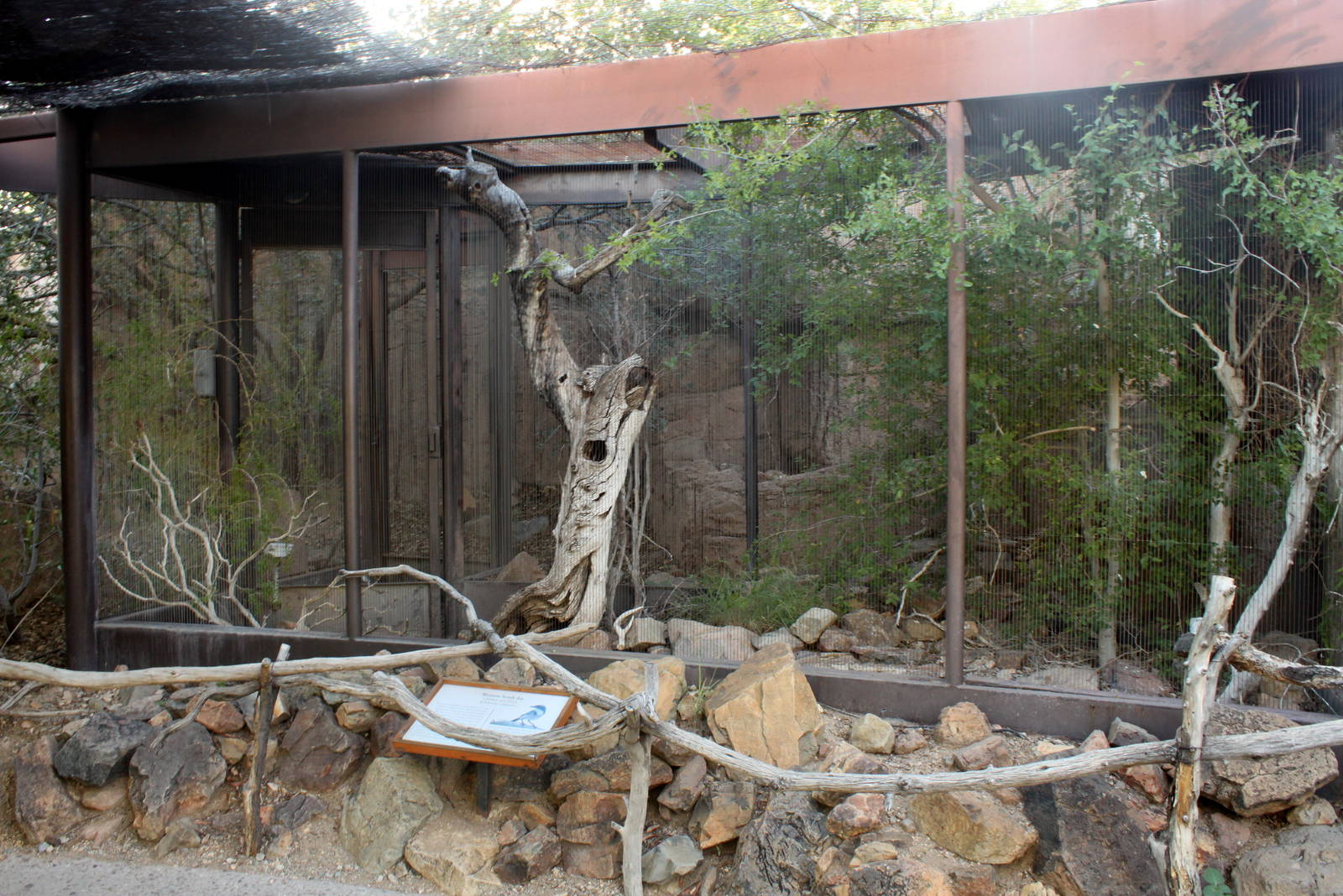 Western Scrub-Jay Exhibit