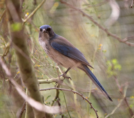 western scrub jay