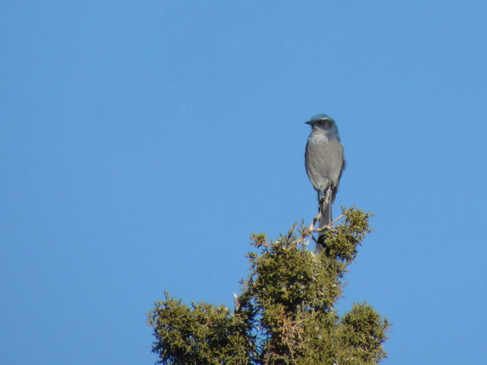 Western Scrub Jay