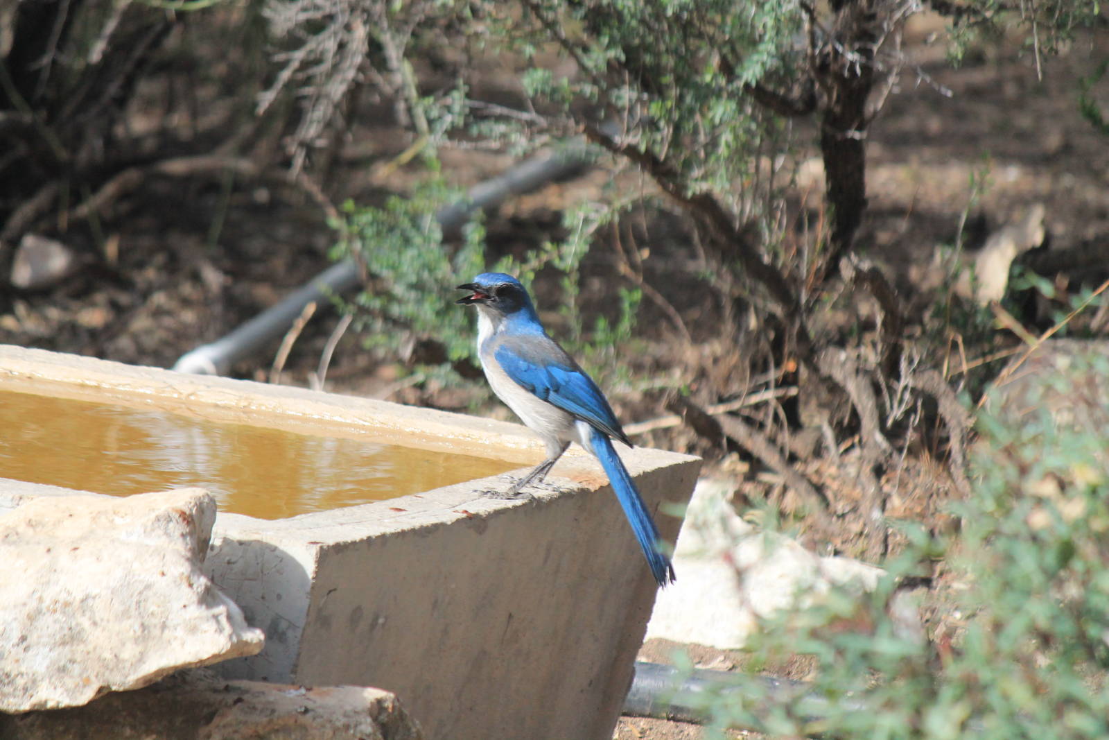 Western Scrub Jay