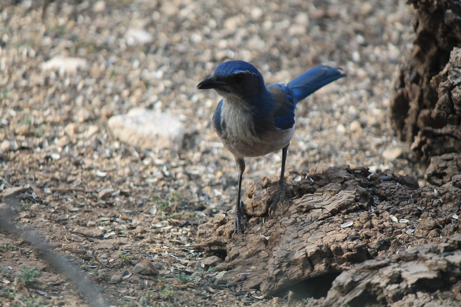 Western Scrub Jay