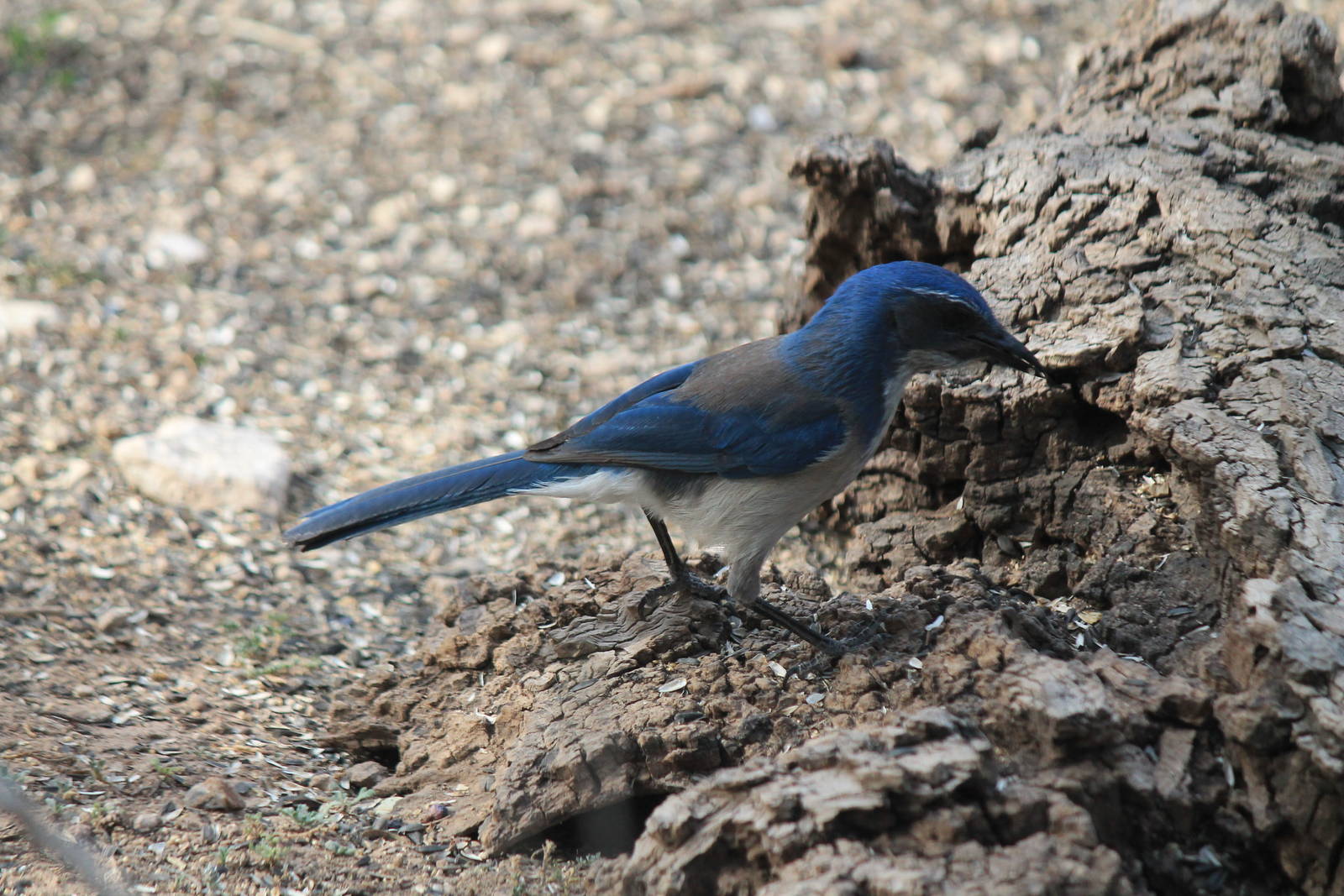 Western Scrub Jay