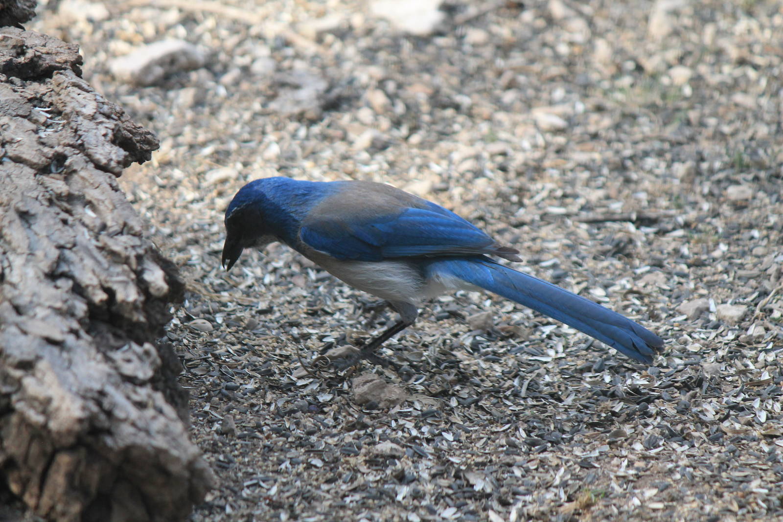 Western Scrub Jay
