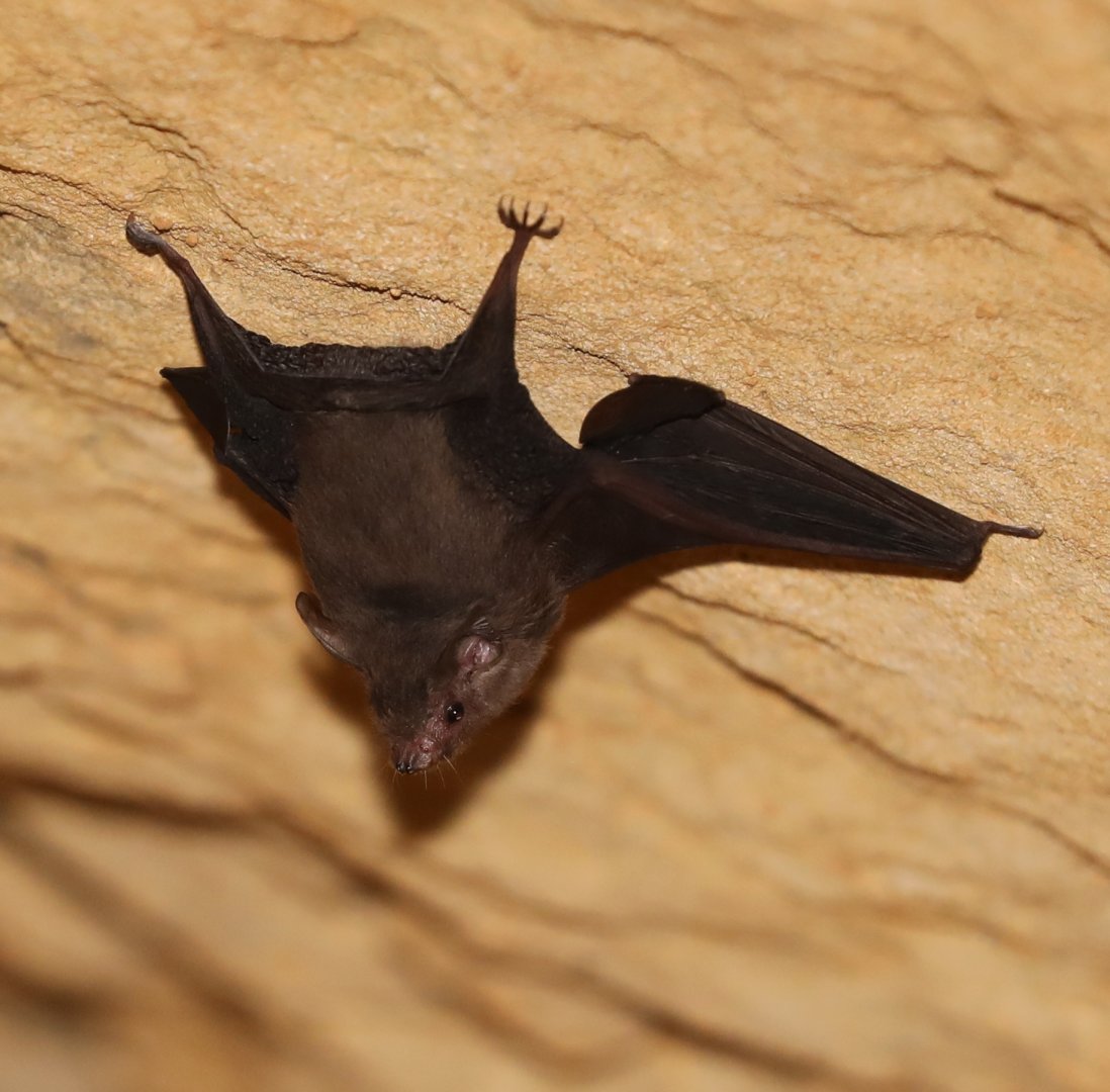 western sheath-tailed bat (Paremballonura tiavato)