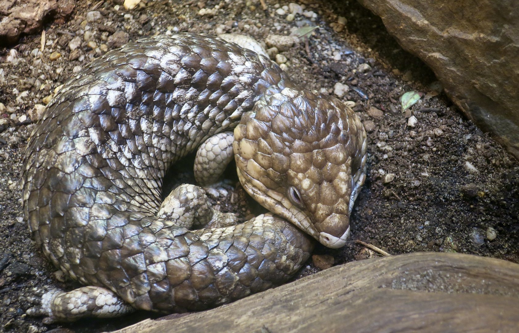 Western Shingleback Skink (Tiliqua rugosa rugosa)