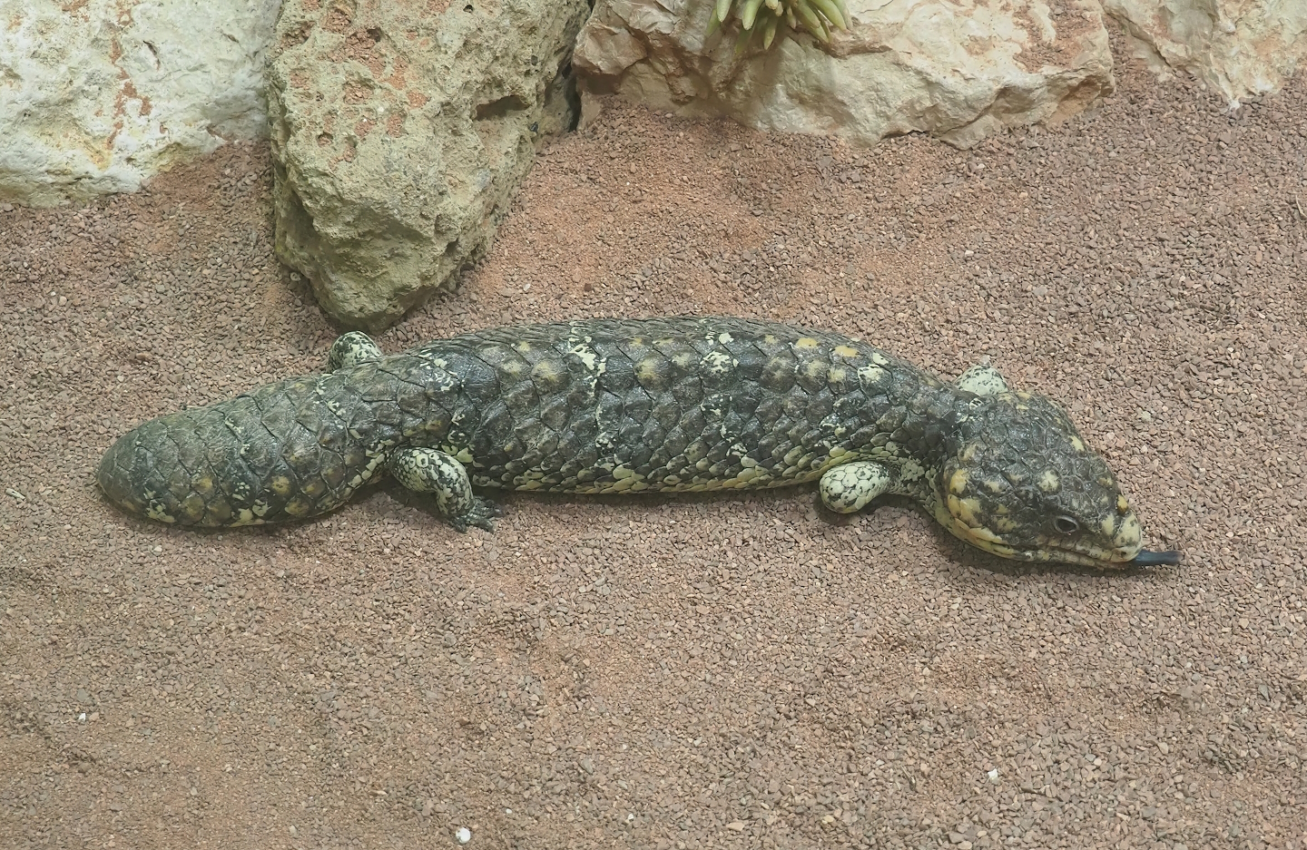 Western Shingleback (Tiliqua rugosa rugosa), 2022-09-04