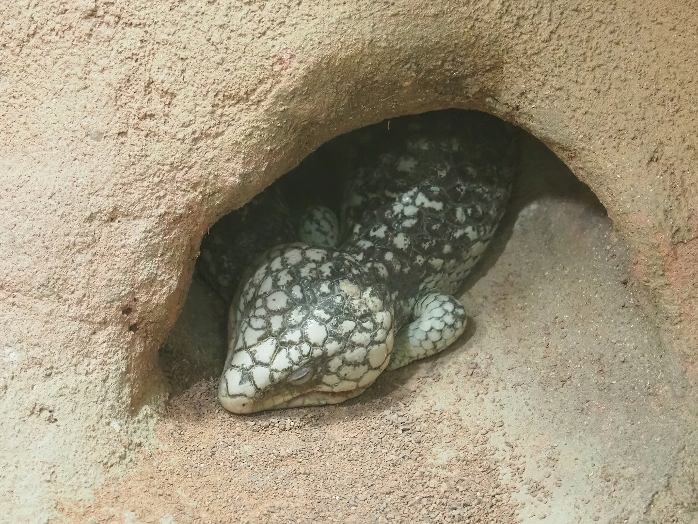 Western Shingleback (Tiliqua rugosa rugosa), 2022-09-04