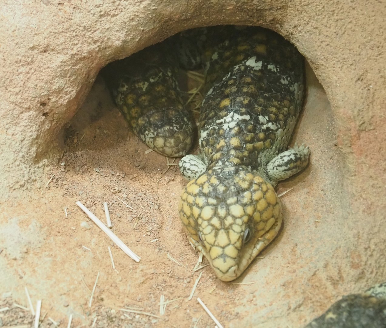 Western Shingleback (Tiliqua rugosa rugosa), 2023-07-02