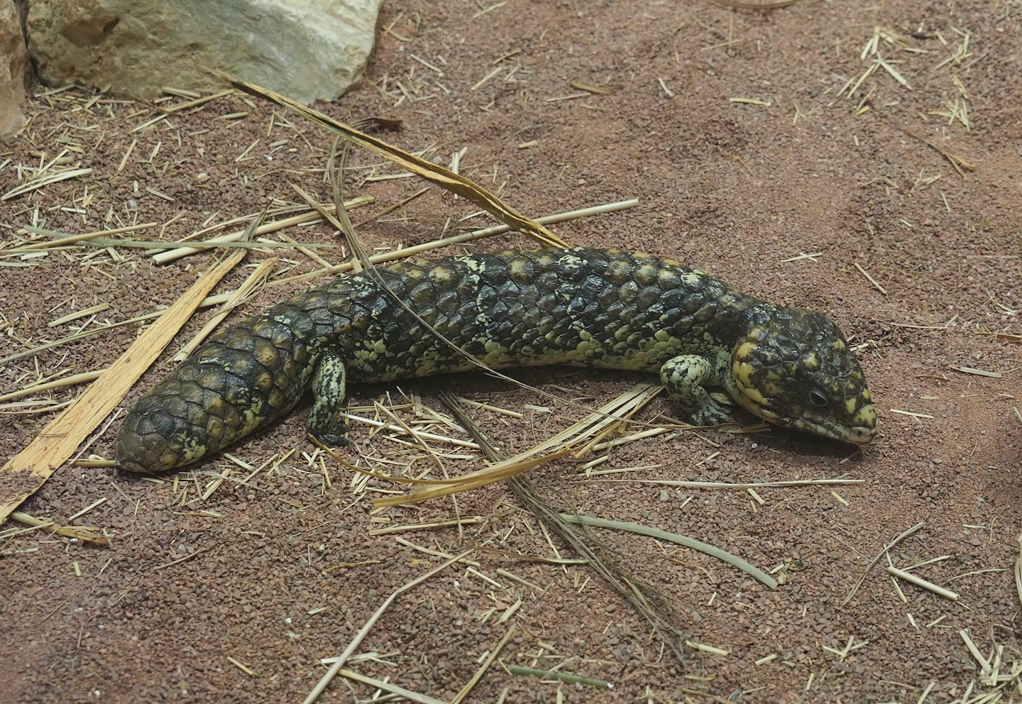 Western shingleback (Tiliqua rugosa rugosa), 2024-02-17