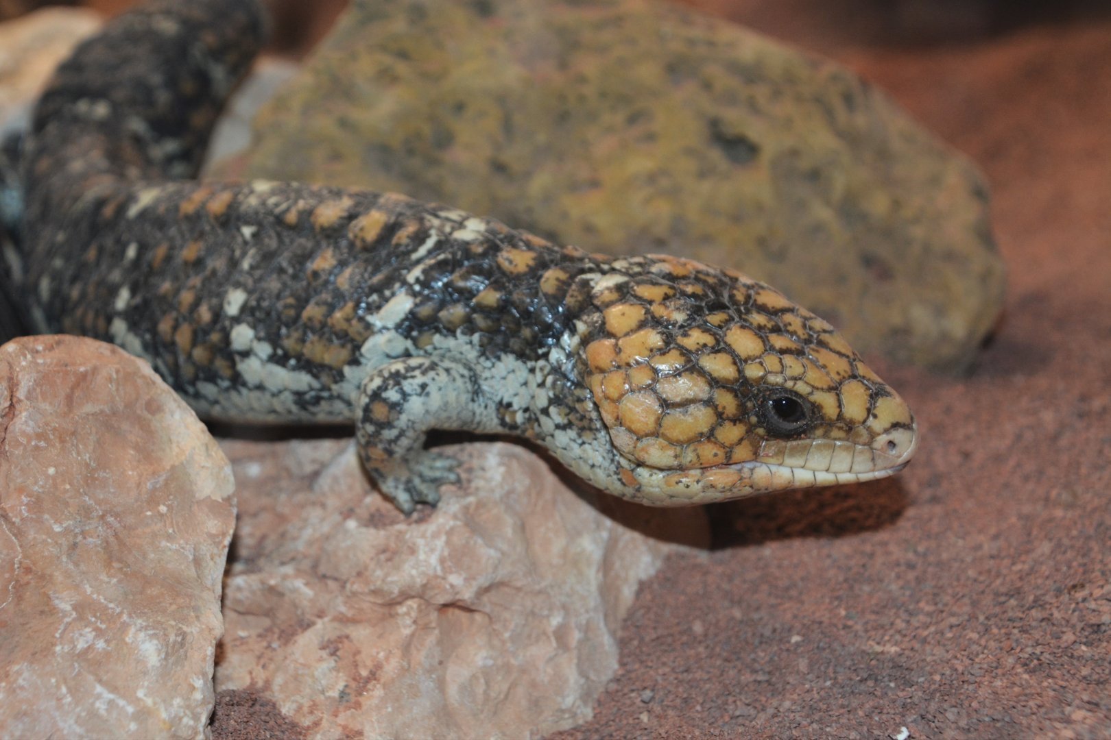 Western shingleback (Tiliqua rugosa rugosa)