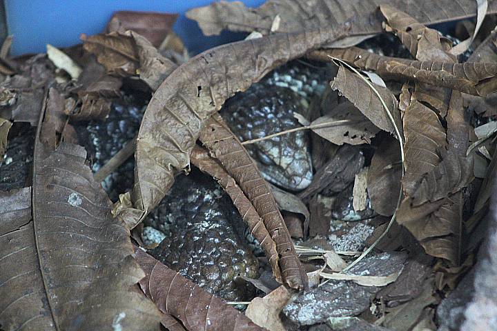Western shingleback (Tiliqua rugosa rugosa)