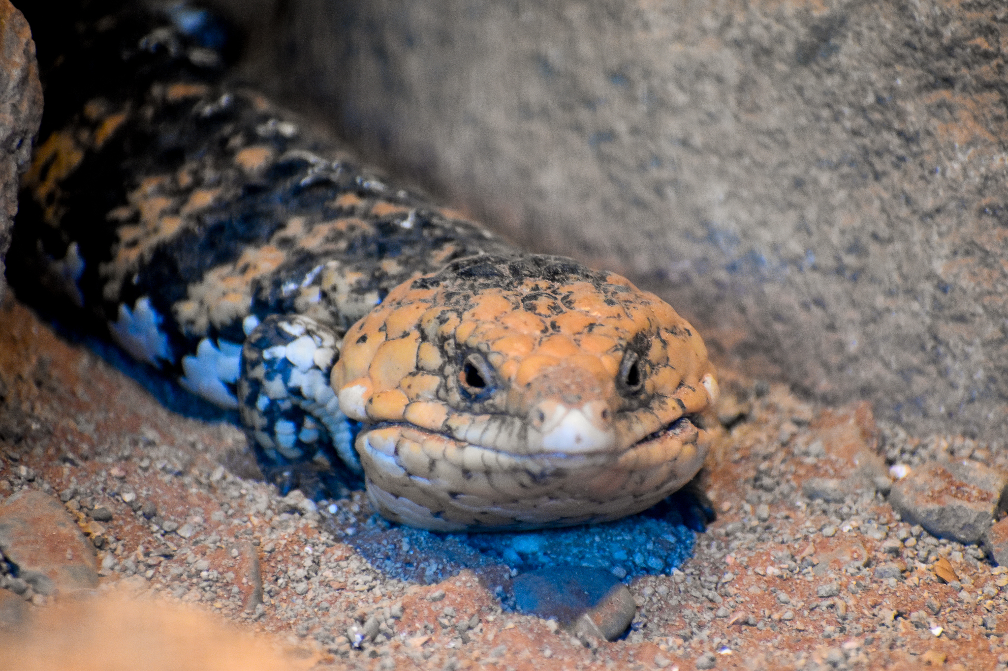 Western Shingleback