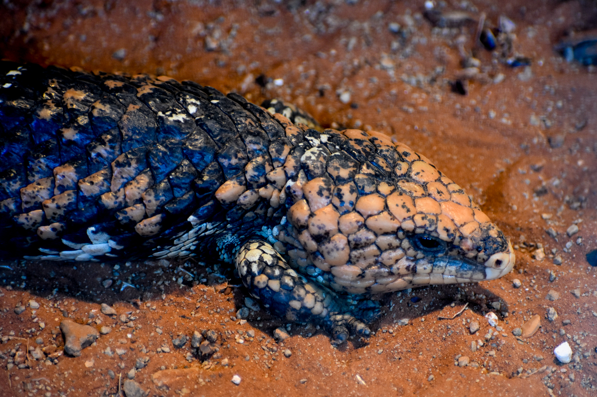 Western Shingleback
