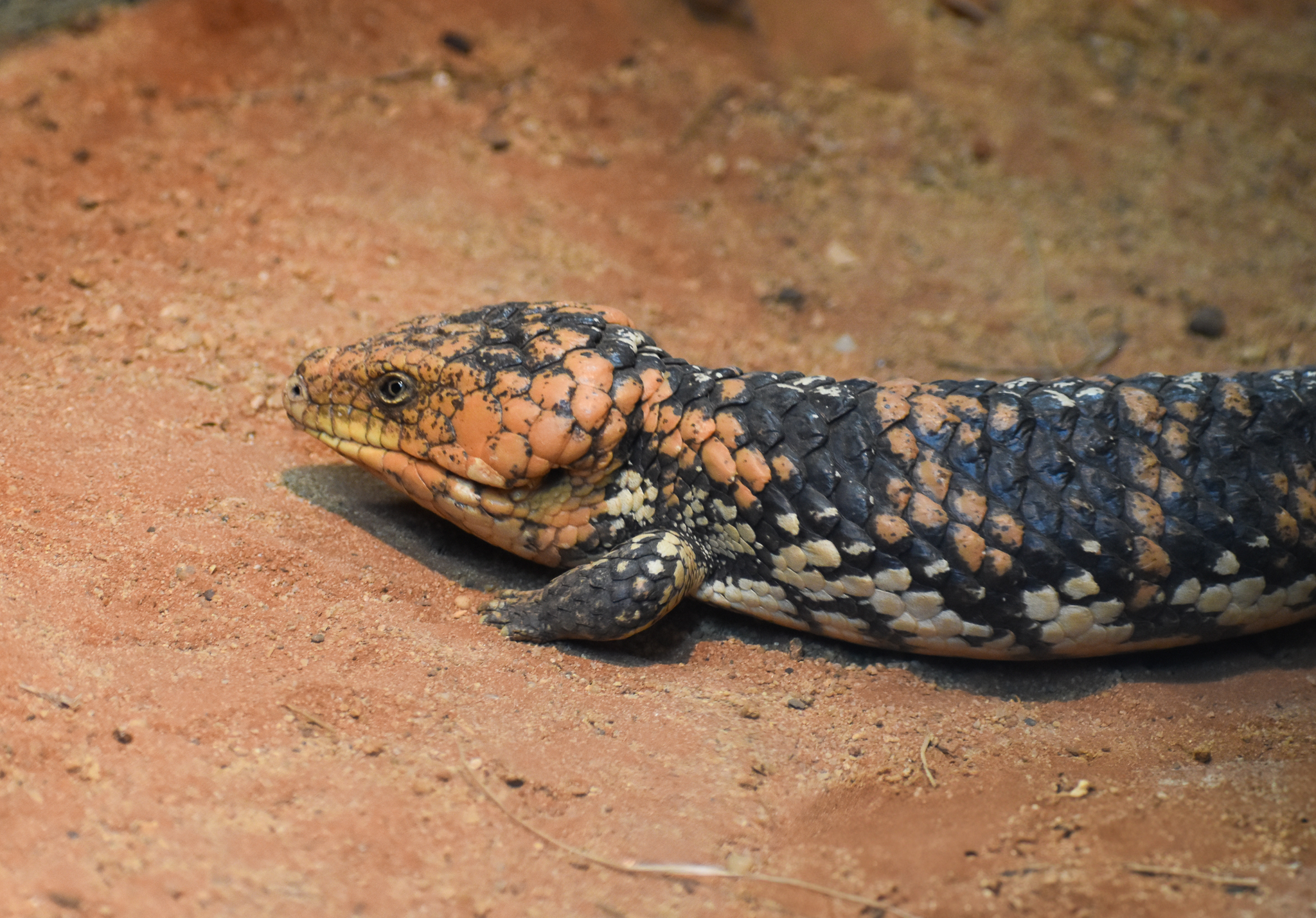 Western Shingleback