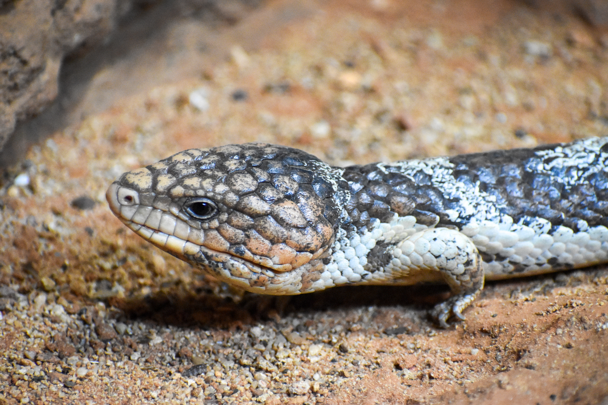 Western Shingleback