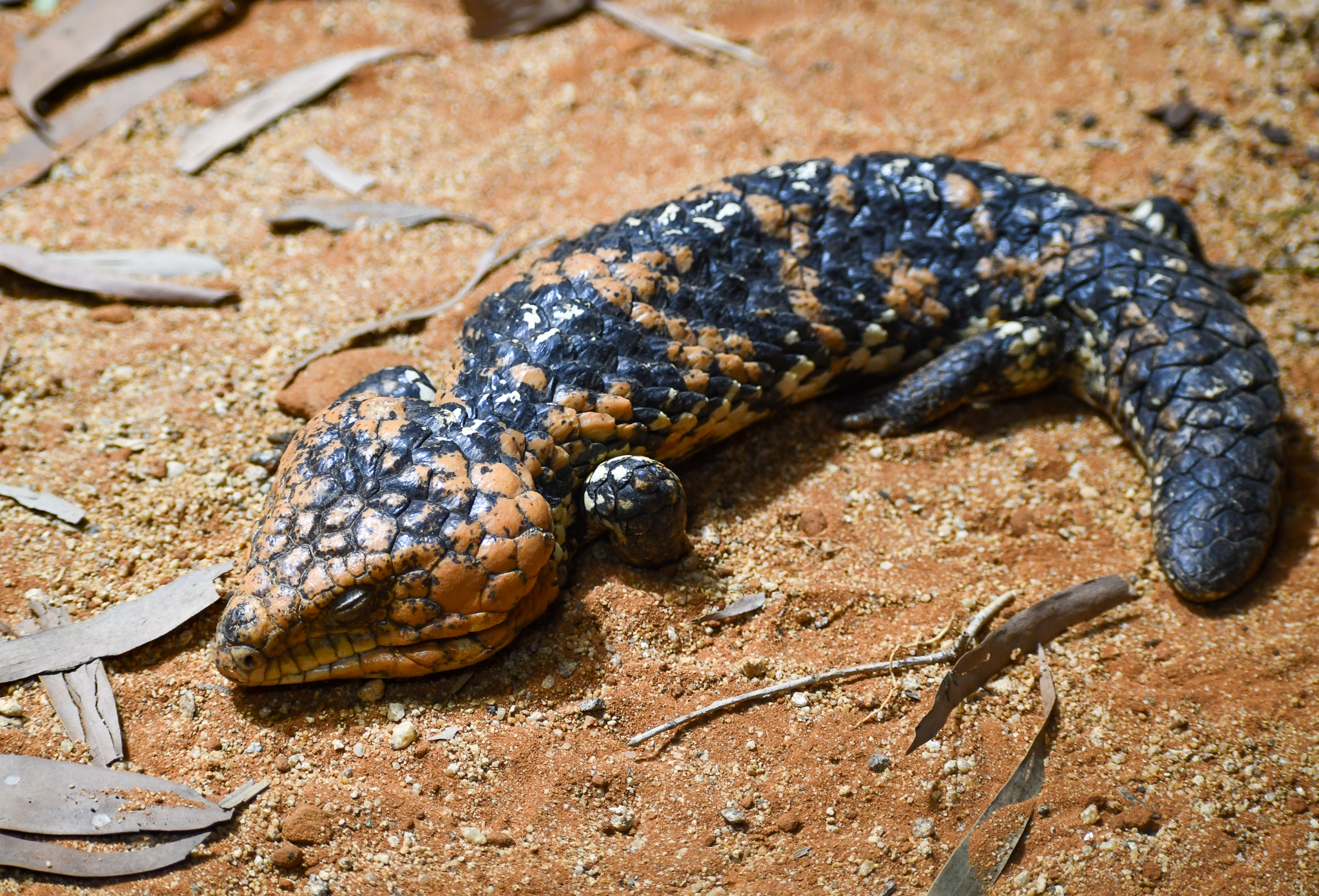 Western Shingleback