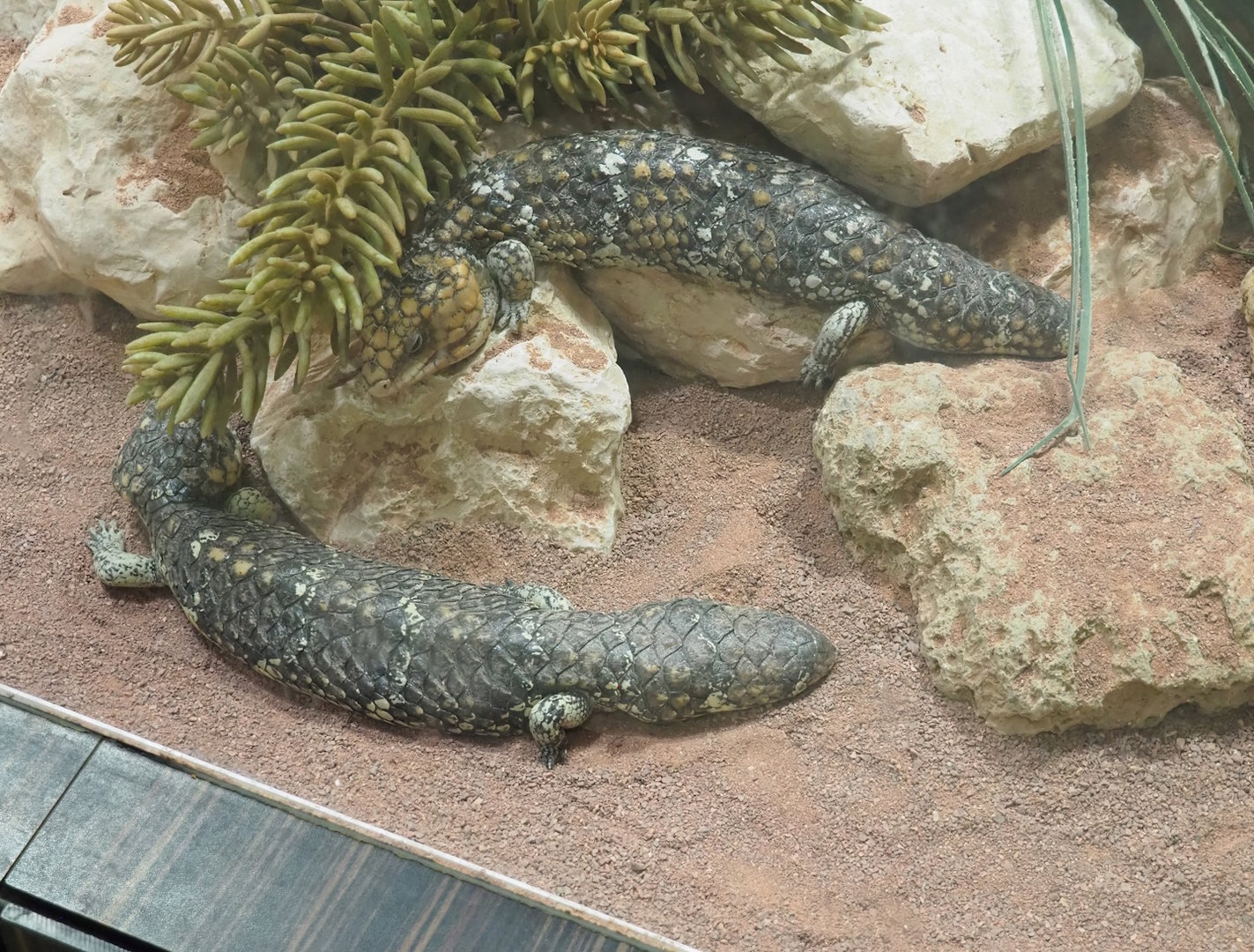 Western Shinglebacks (Tiliqua rugosa rugosa), 2022-08-16